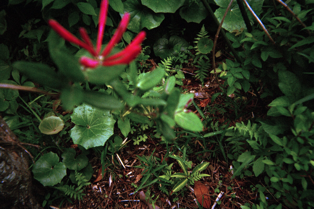 Pandore Éditions : Juliette Fontaine, Fanny Terno, Thomas Vauthier et Marianne Villière, curateur Thierry Fournier